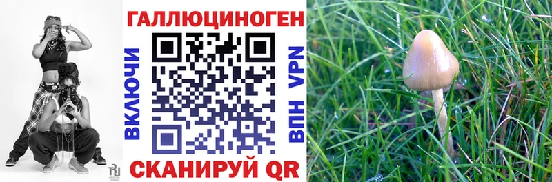 Псилоцибиновые грибы GOLDEN TEACHER  Купить где  Салаир 